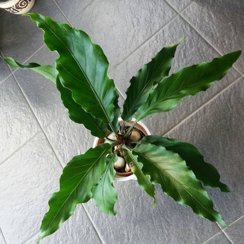 (BISA COD) PROMO Anthurium Gelombang Cinta Tanaman Hias Indoor Anturium Gelombang Cinta Tanaman Hidu