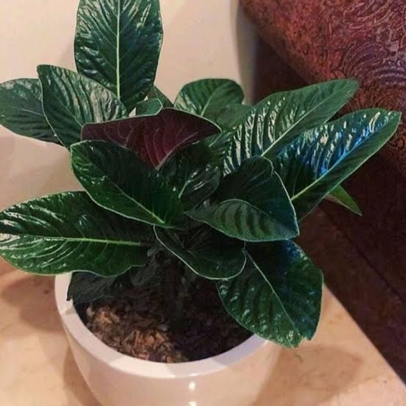 (BISA COD) Tanaman Hias Anthurium Sirih Papua Black Paper Tanaman Indoor Anturium Sirih Hitam Dekora