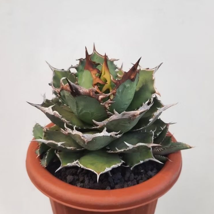 Agave titanota FO 76