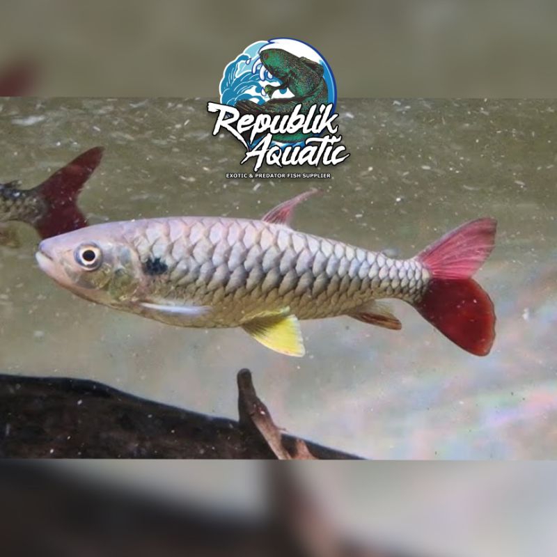 

Pink Tail Characin