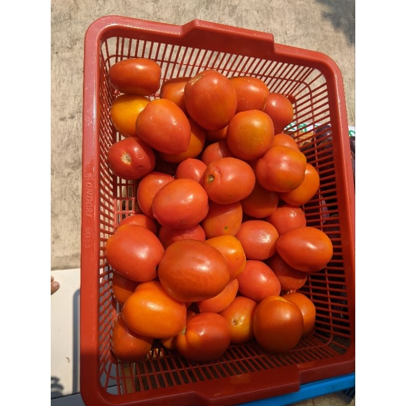 

Tomat merah sayur 500 grm / 1000 grm
