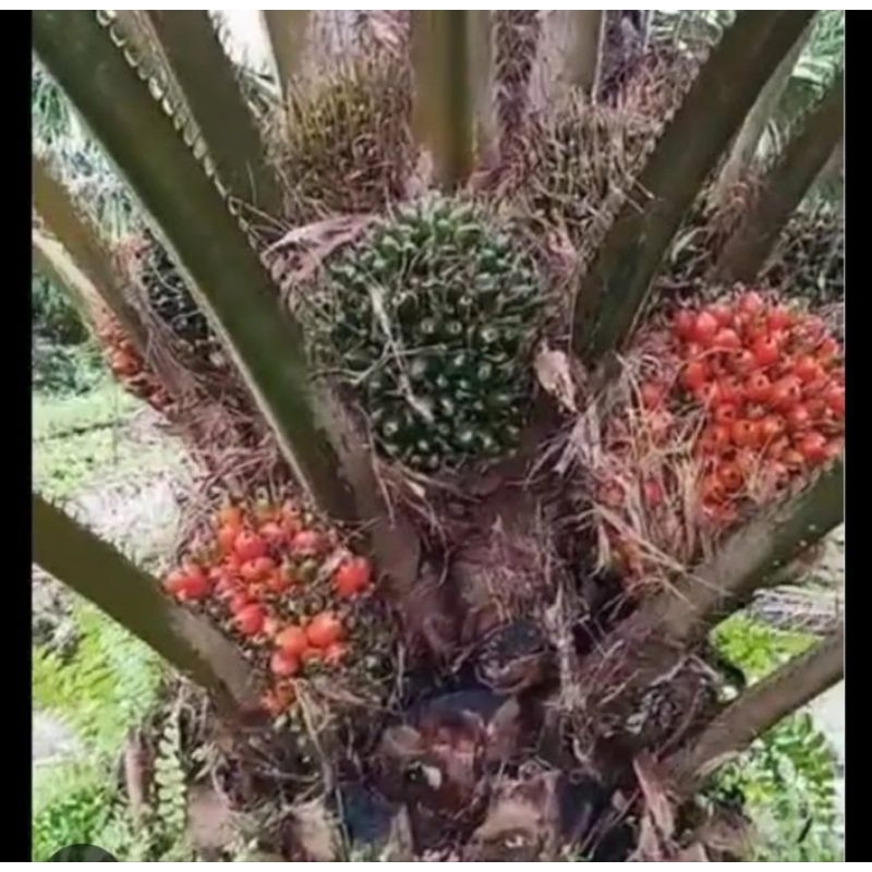 Benih bibit polong sawit  DXP TOPAZ ASIAN AGRI original sertifikat