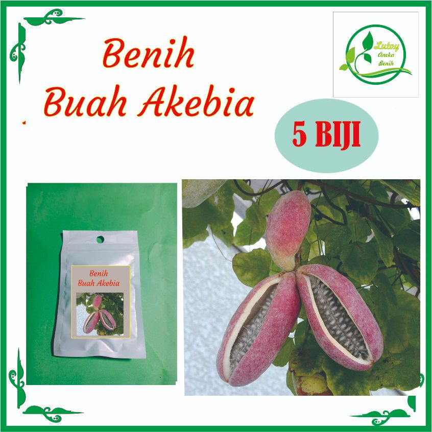 BENIH BUAH AKEBIA ISI 5 BIJI