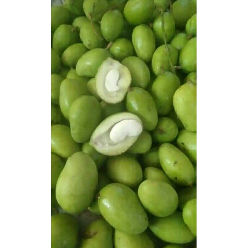 

mangga muda mentah buat rujak 1kg
