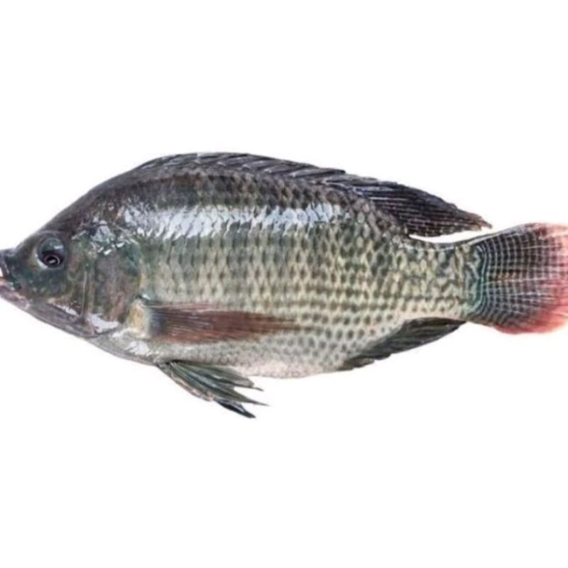 

Ikan Nila Segar 1Kg