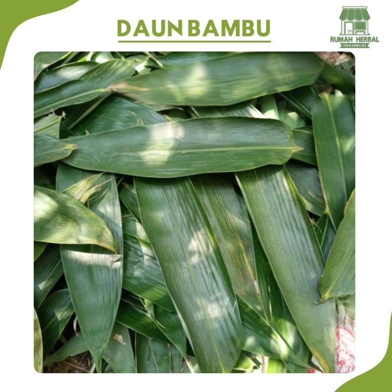 

Daun Bambu Jumbo Fresh 8-10 cm Bungkus Bakcang 100 Lembar