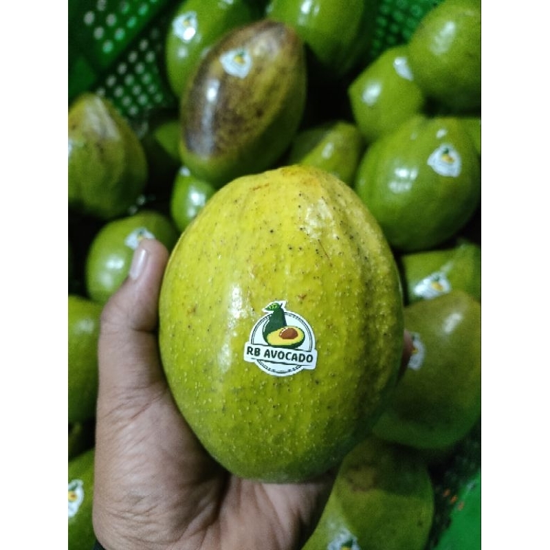 

alpukat mentega (RB avocado)