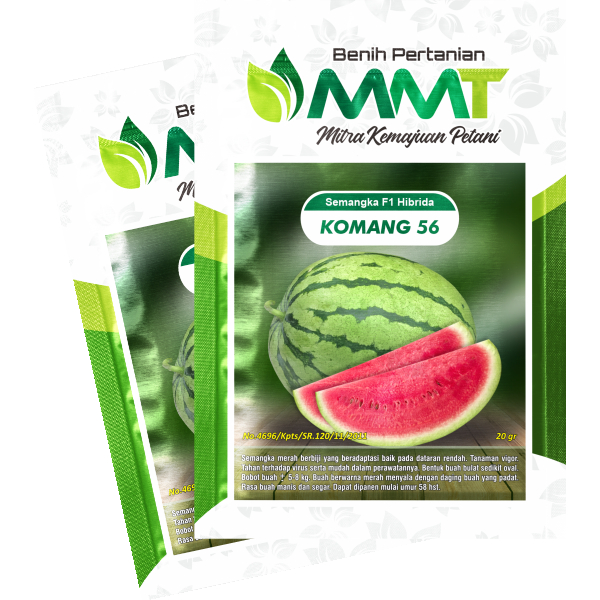 KOMANG F1 SEMANGKA BERBIJI