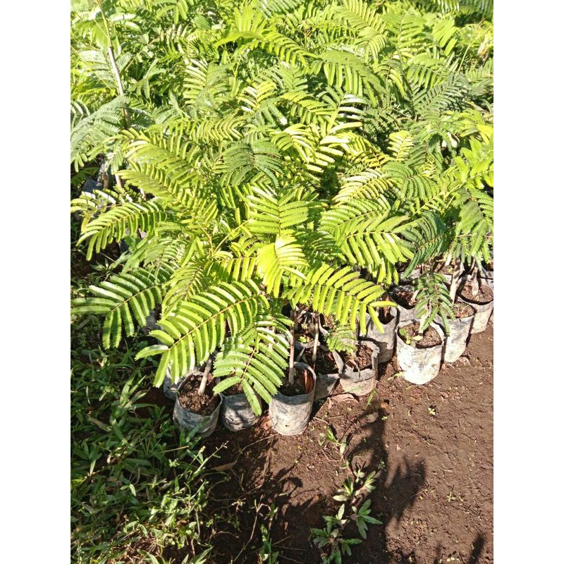 Bibit Pete Petai Okulasi