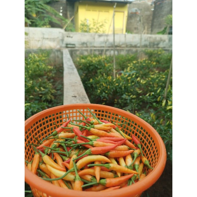 

cabe rawit merah segar 1000gr