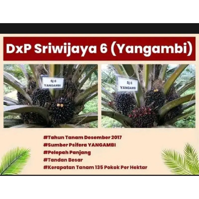 Bibit Benih Polong Sawit DXP SRIWIJAYA 6 ASLI SERTIFIKAT