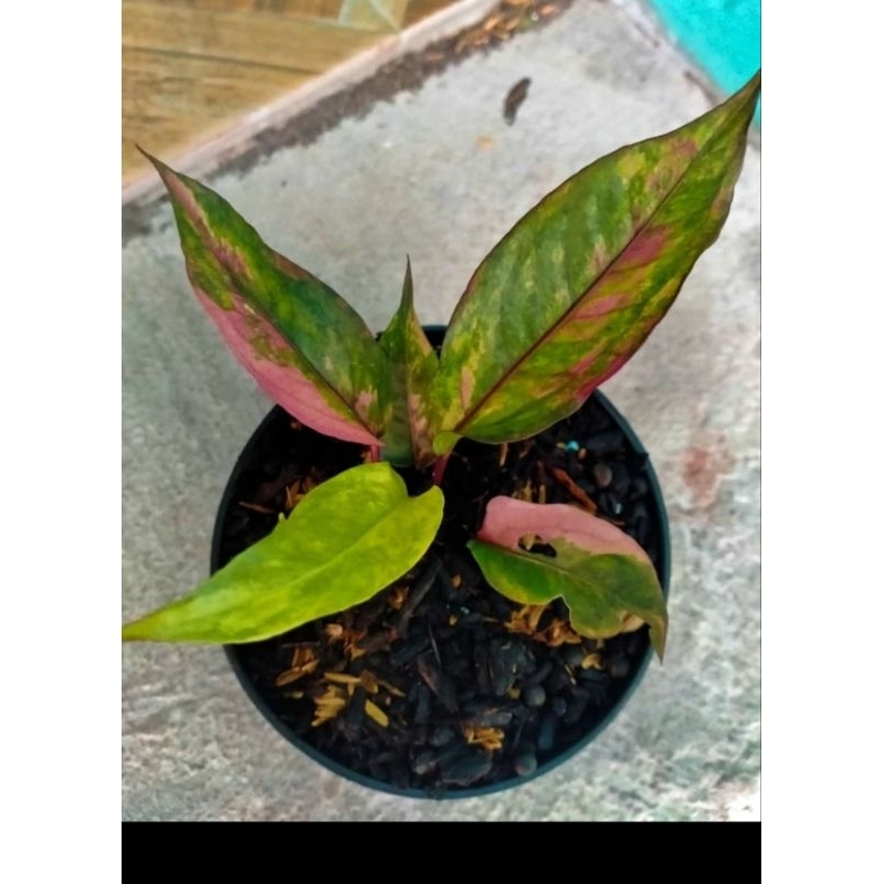 anthurium hokeri pink tricolor