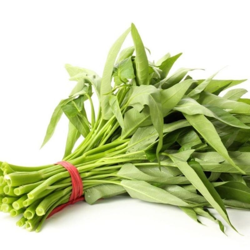 

KANGKUNG SEGAR 1 ikat