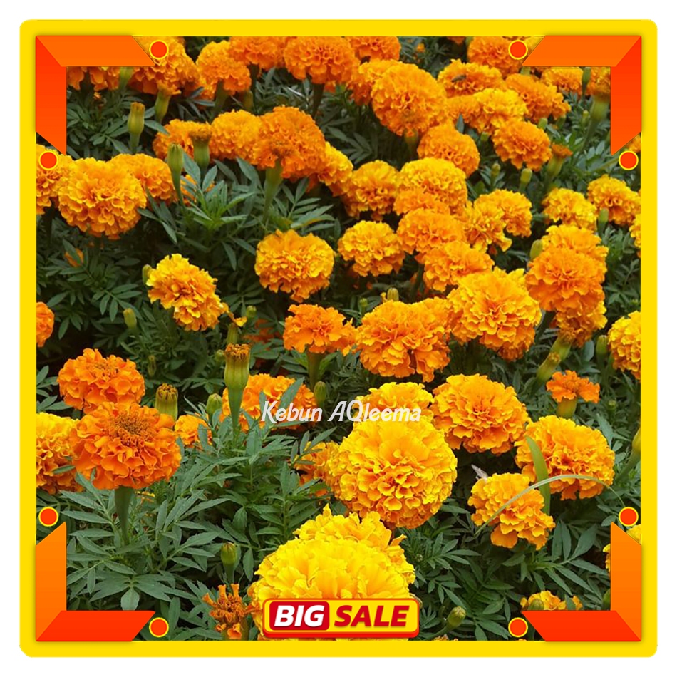 Bibit Import Bunga Marigold - Benih Bunga Marigold