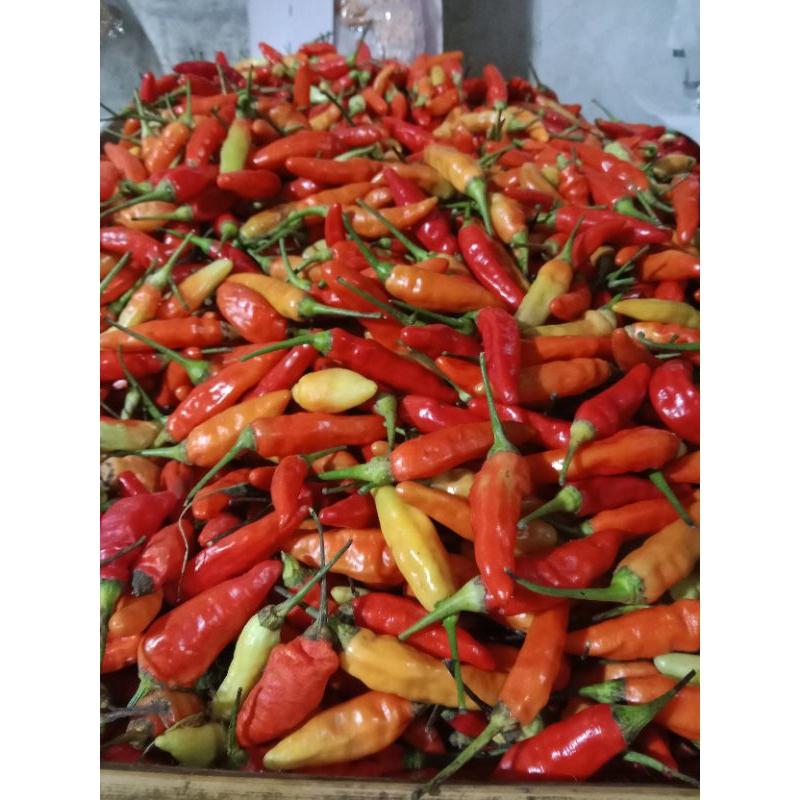 

cabe rawit merah