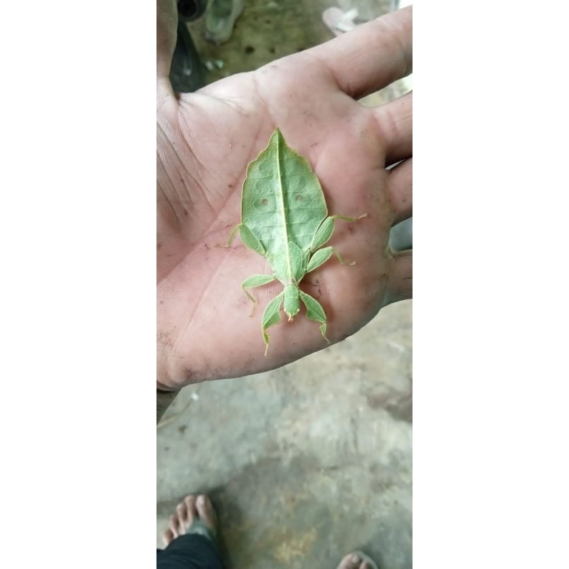 belalang phyllium jacobsoni hidup