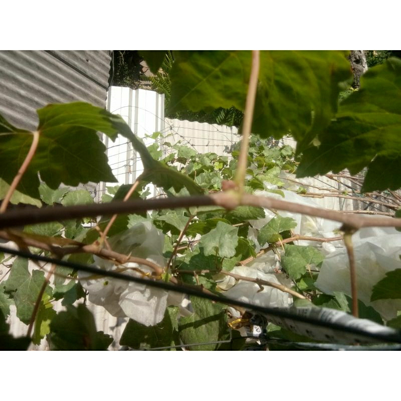 ENTRES ANGGUR TRANS sudah berbuah