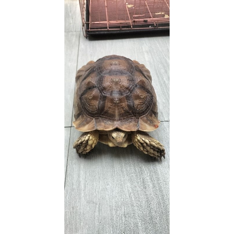 Sulcata Tortoise Jumbo Istimewa