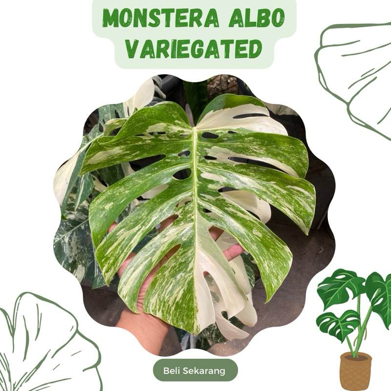 Monstera Albo Variegated / Monstera Variegata