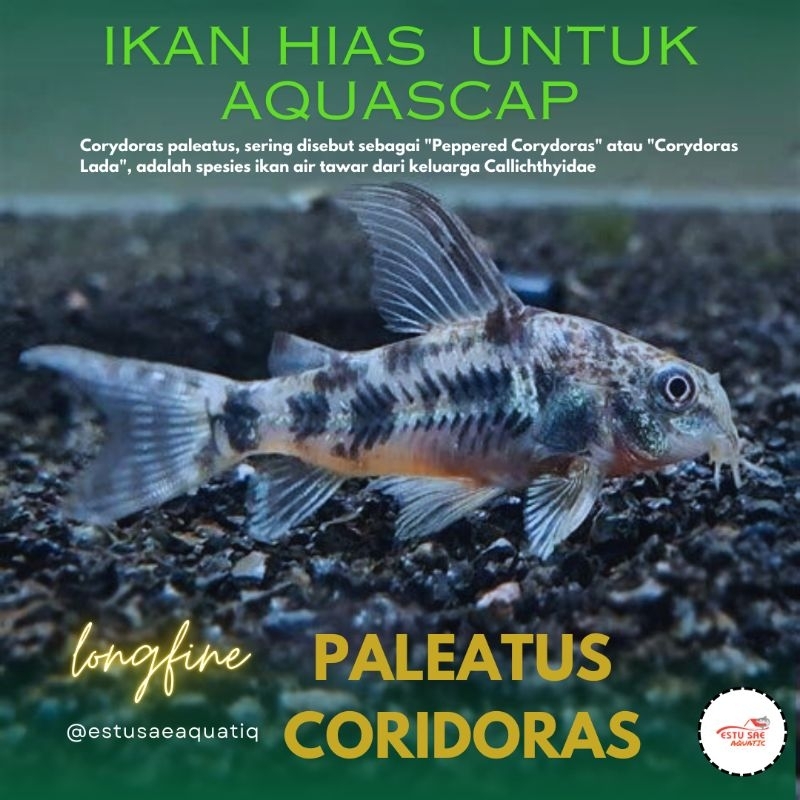 paketan coridoras paleatus peperet ikan pemakan lumut dan alga aquascape