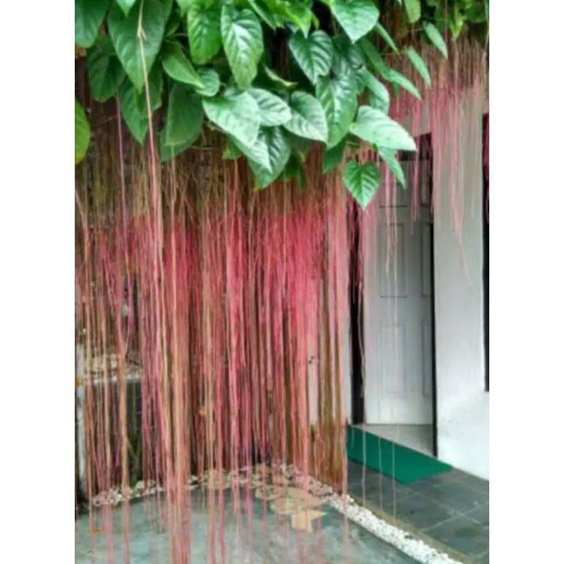 Stek Tanaman Hias Rambat Akar merah gantung cantik