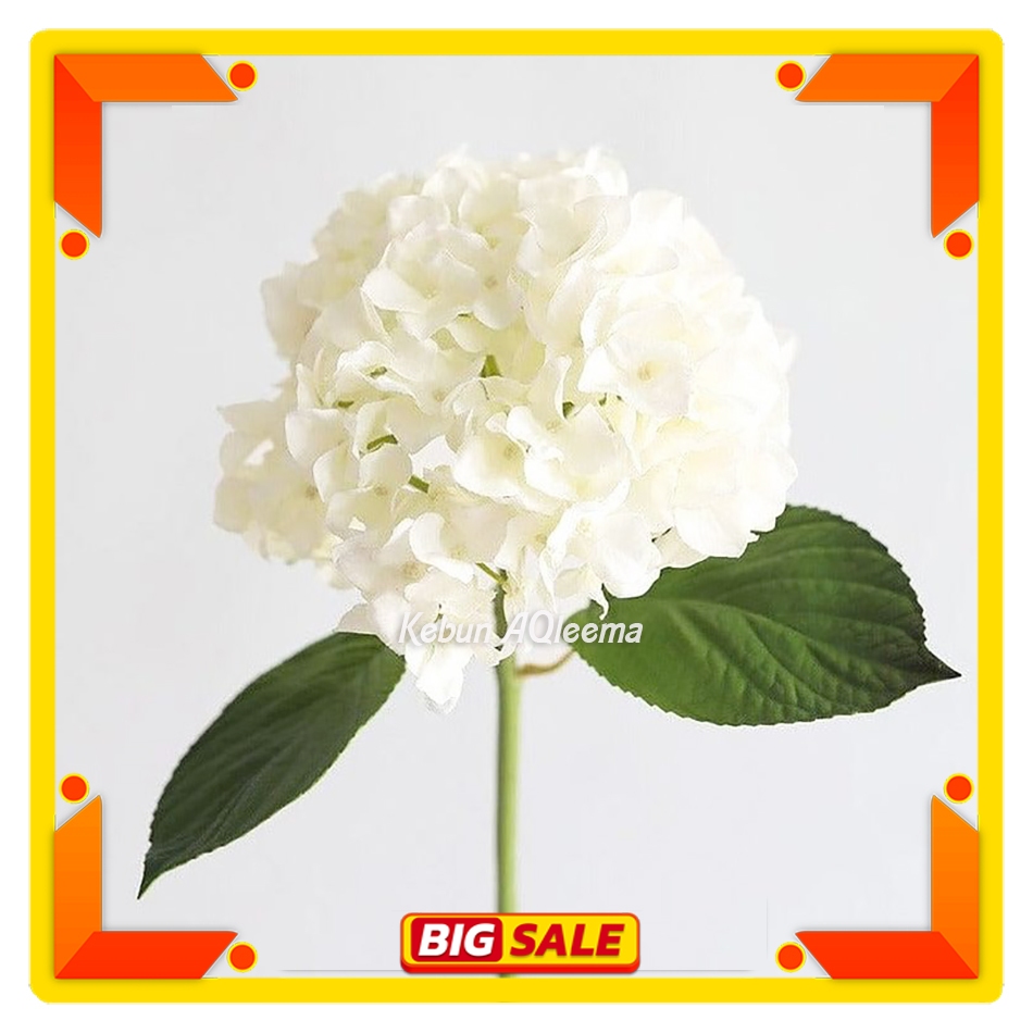 Bibit Import Hydrangea - Bunga Hortensia