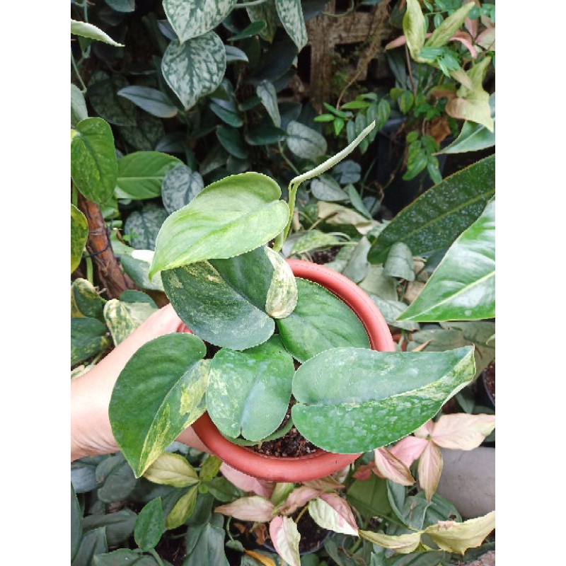 (real pic) scindapsus jade satin var yellow