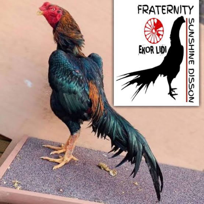 

PROMO!! TELUR AYAM BANGKOK KOTHAY THAILAND UNTUK DI TETASKAN