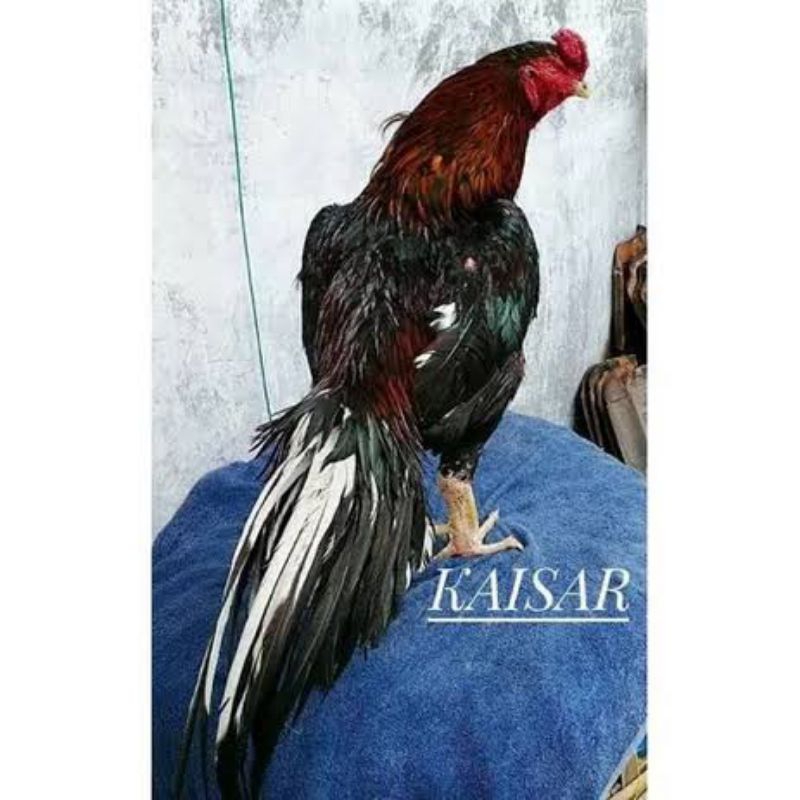 

PROMO!! TELUR AYAM BANGKOK KAISAR PETARUNG UNTUK DI TETASKAN