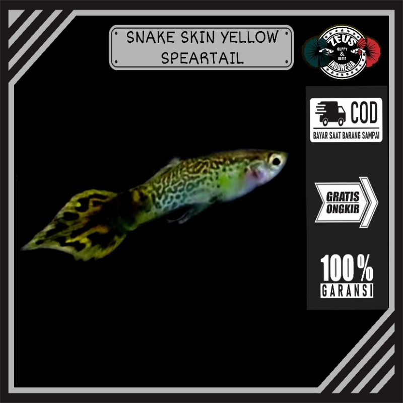 Guppy snake skin yellow speartail pasangan hiasan akuarium