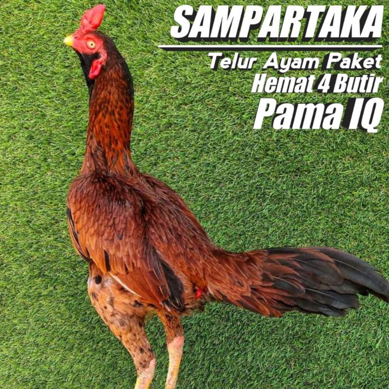 

PROMO!! PAKET 4 TELUR AYAM PAMA IQ ORIGINAL UNTUK DI TETASKAN