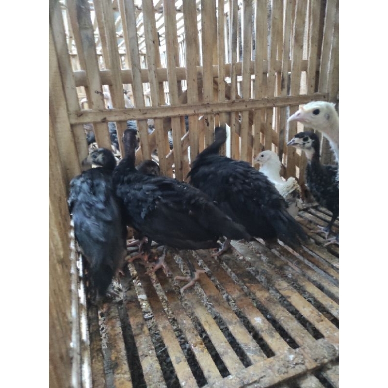 ayam kalkun usia 2 bulan.(mohon japri sebelum klik iklan untuk menjelaskan pengiriman ayam di shope)