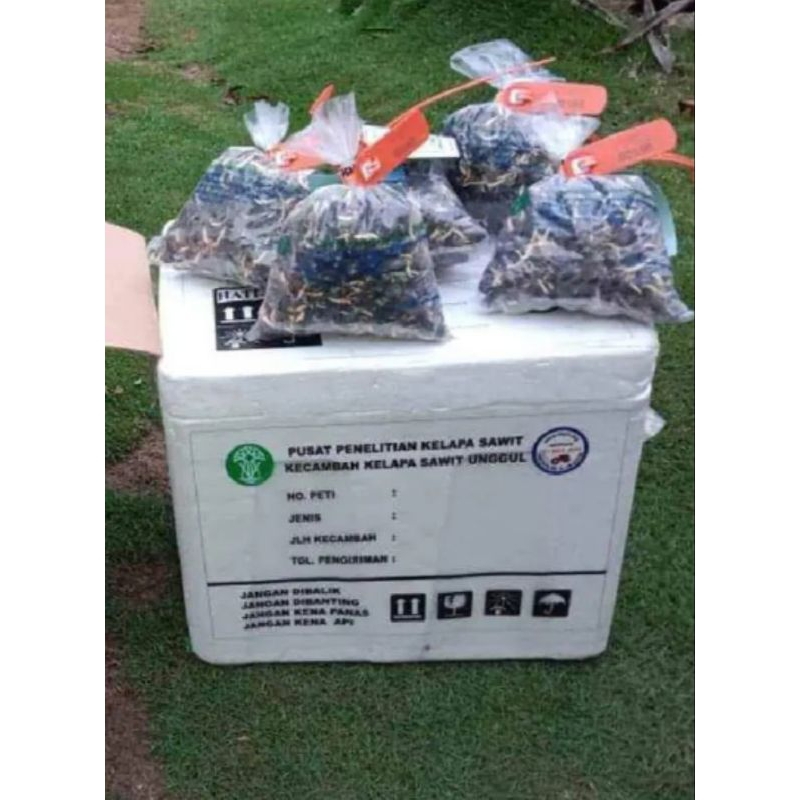 100 butir BENIH POLONG SAWIT PPKS SIMALUNGUN UNGGUL SERTIFIKAT