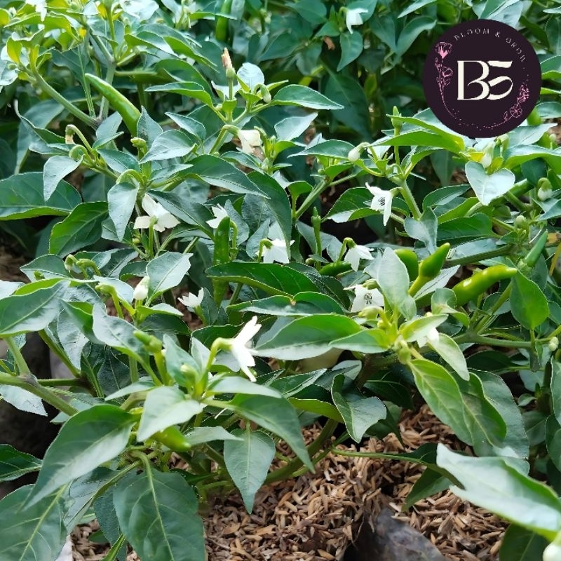

Cabe Rawit Hijau,Capsiucum Frutescens,Cabai Rawit,Rawit Hijau,Tanaman Cabai