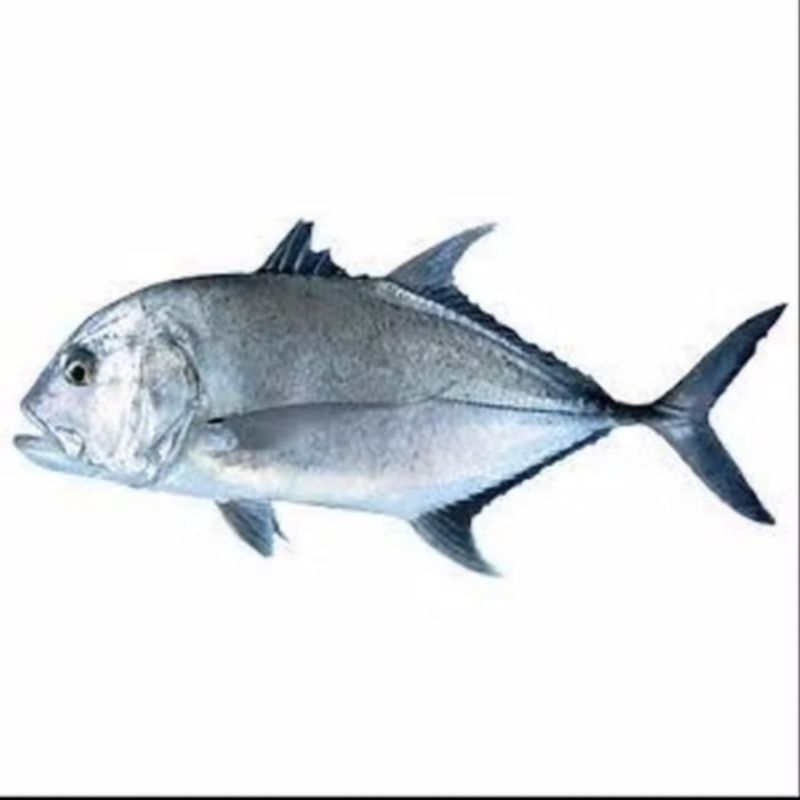 

Ikan Kuwe