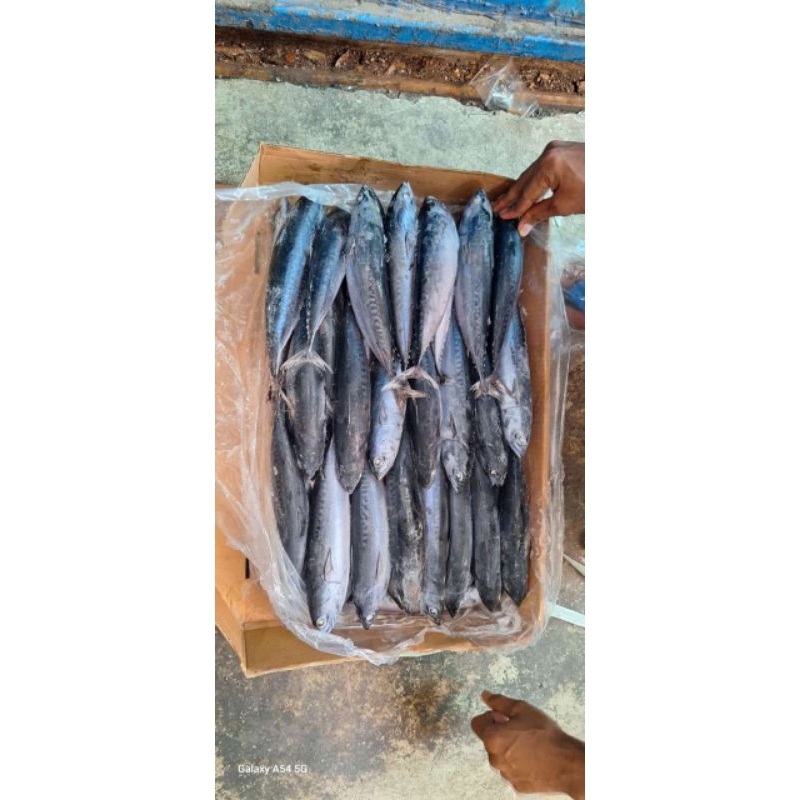 

tongkol batik deho size 4 - 5