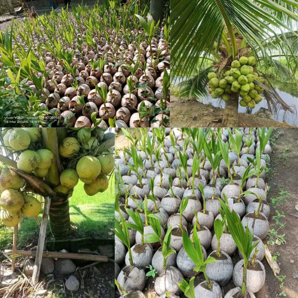 Bibit kelapa Wangi Pandan Asli ,Bibit Kelapa Super Genjah Hijau, Bibit kelapa pandan wangi medan F1