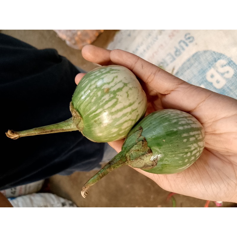 

Terong Belanda Express/Instan Fresh Seger Eceran Update Setiap Hari