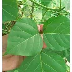 

TERBAIK Daun Dadap Serep Segar Fresh Penurun Panas(Demam) isi 100 lembar