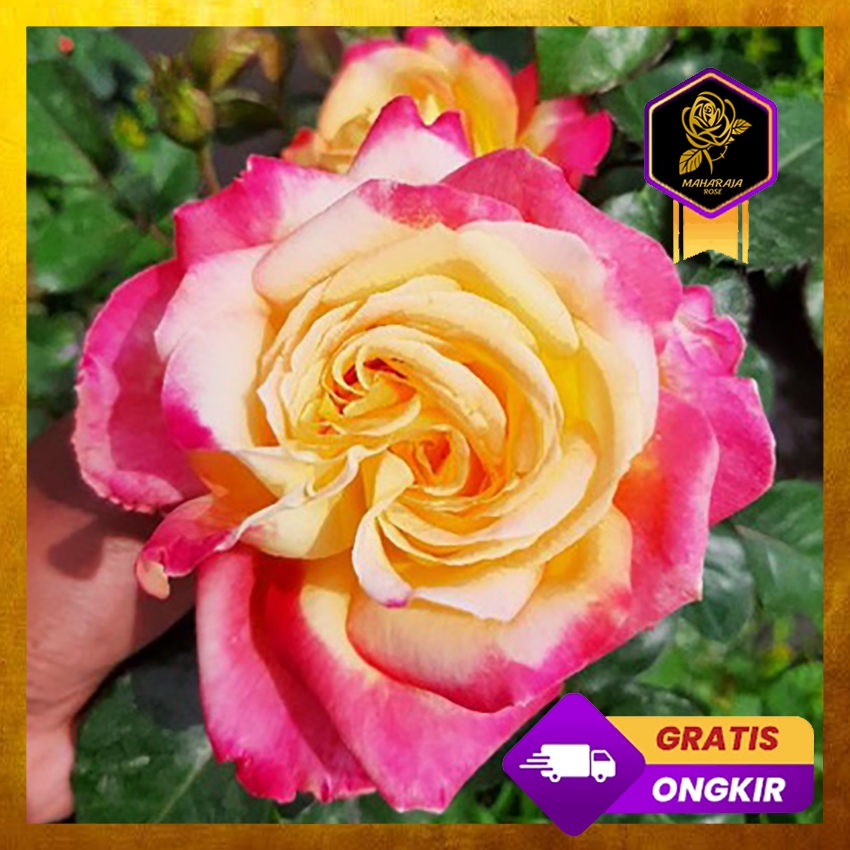 Mawar Import Summer Of Love