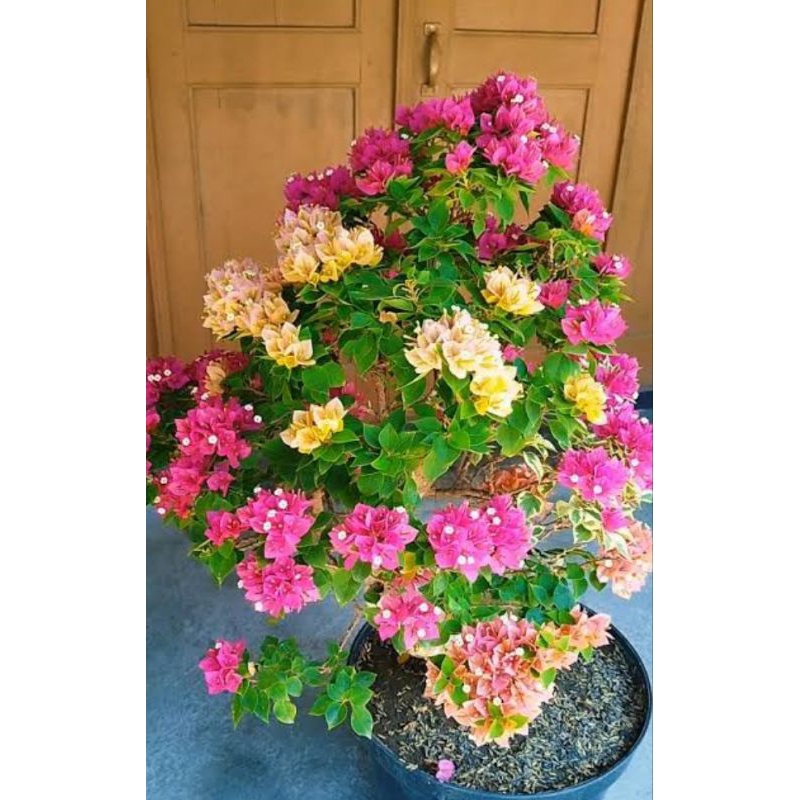 bugenvil grafting full Singapore bonsai