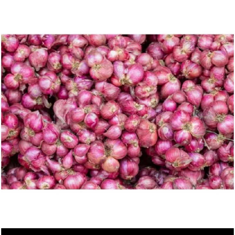 

bawang merah lokal