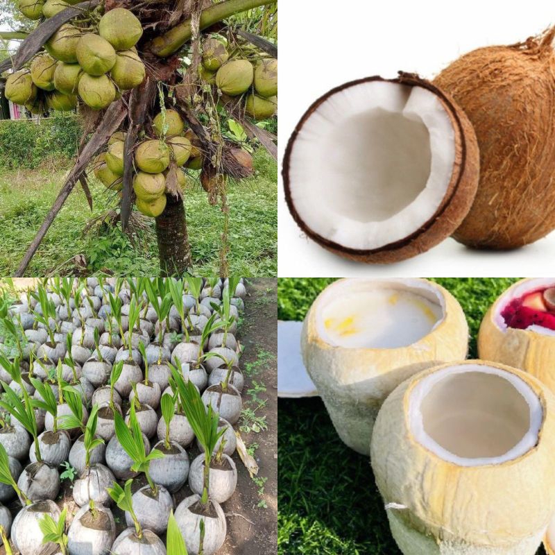 Bibit Kelapa  Kopyor Genjah, Bibit Kelapa Hibrida Hijau ,Bibit KelapaLokal Kebumen