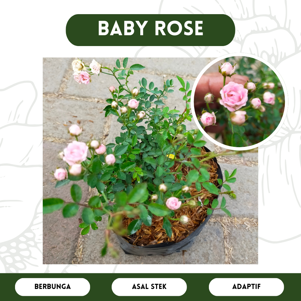 Bibit Baby Rose Berbunga - Tanaman Hias Bunga Mawar Mini Cantik