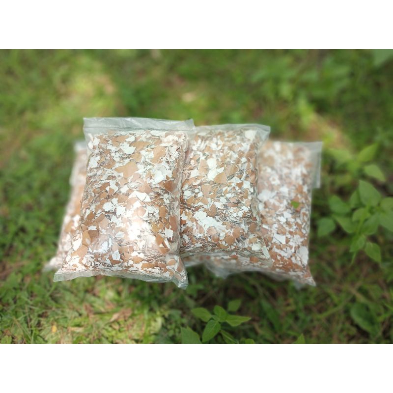 

cangkang telur steril