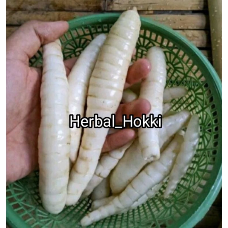 

Umbi garut asli segar 1kg