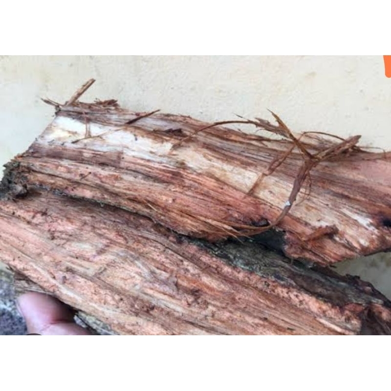 

Jual kulit pohon waru kulit pohon baru 1 kg segar-az