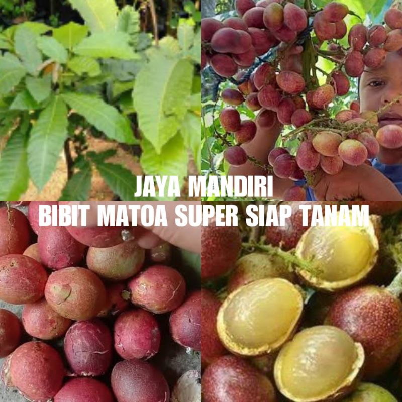 BIBIT MATOA SUPER (BIBIT BUAH MATOA)