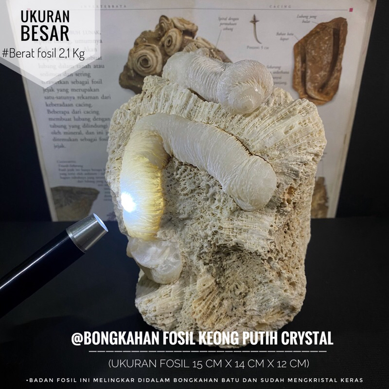 Bongkahan Fosil Keong Putih Crystal Natural F1 atau Fosil Keong Kristal atau Fosil Kol Buntet Putih 