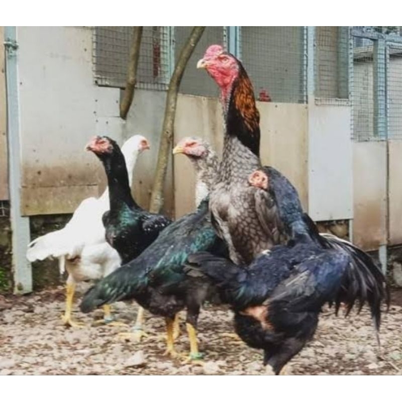 Telur Ayam Shamo Mangon Dan Bangkok Petarung Handal Garansi Pecah Atau Busuk Fertil Bisa Di tetaskan